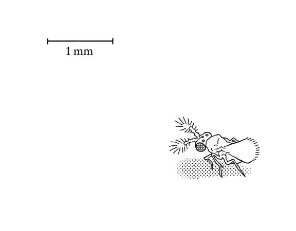 Trichogramma Trichogramma